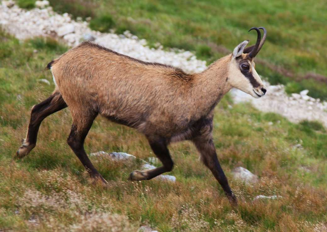 A chamois on the trail jigsaw puzzle online