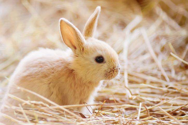 Nabídka králík skládačky online