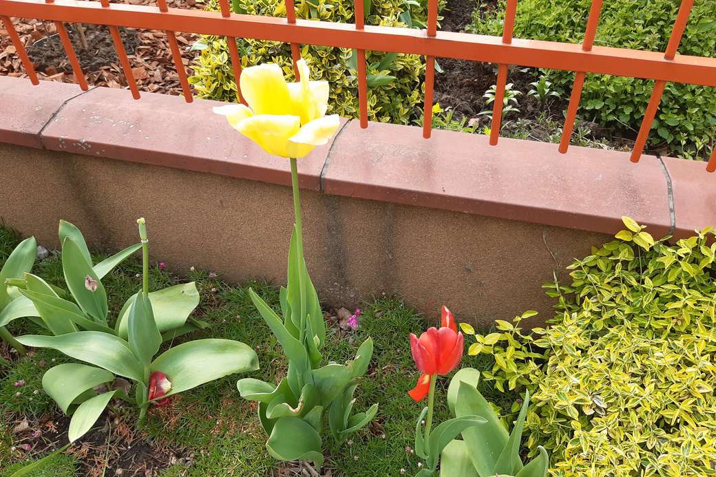 tulipanes descoloridos rompecabezas en línea