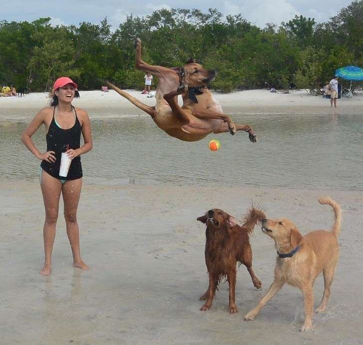 Удивително скачащо куче онлайн пъзел