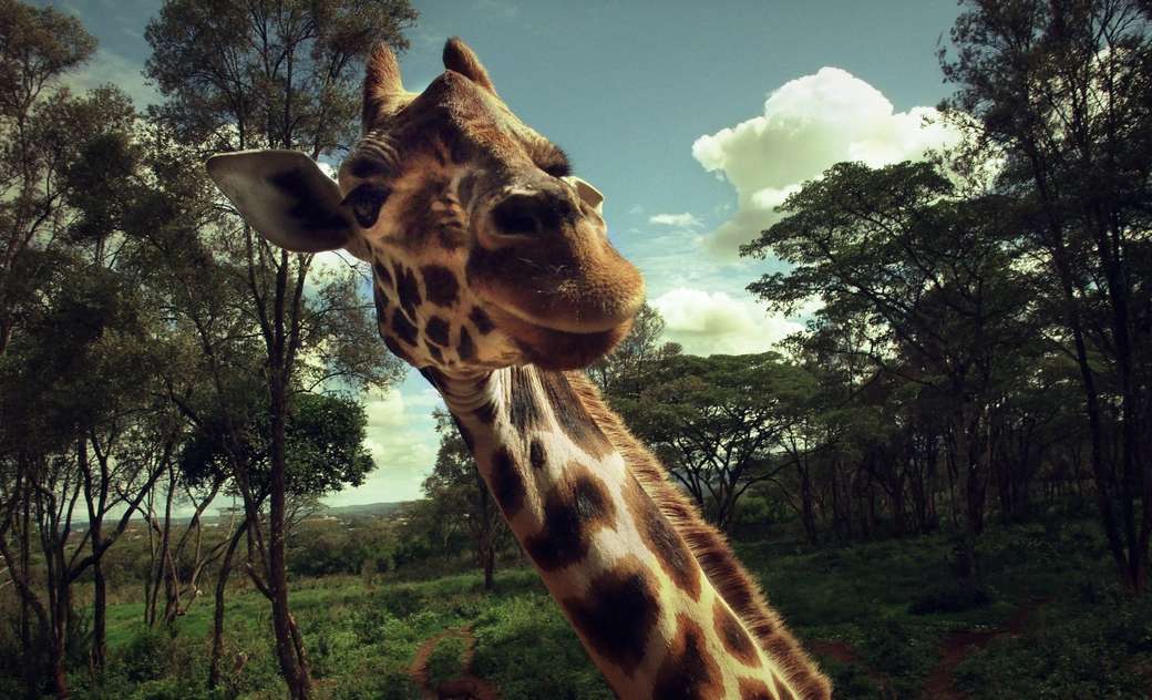 girafa gratioasa quebra-cabeças online