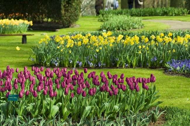 Tulips in the park jigsaw puzzle online