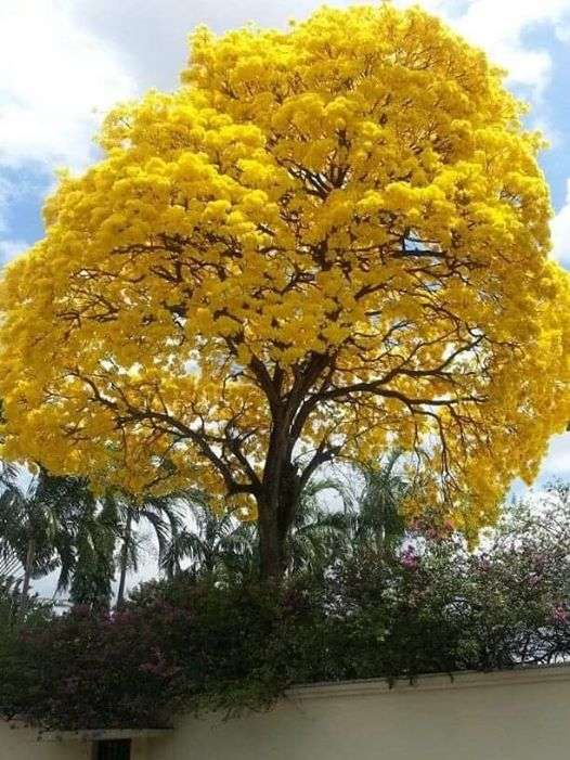 arbre à fleurs jaunes puzzle en ligne