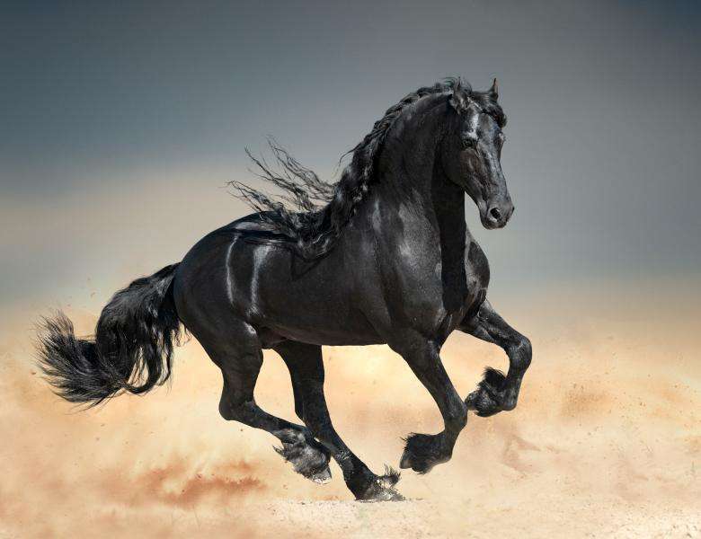 Cavalo preto quebra-cabeças online