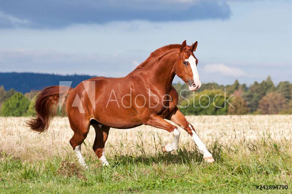 Horse in the pasture jigsaw puzzle online