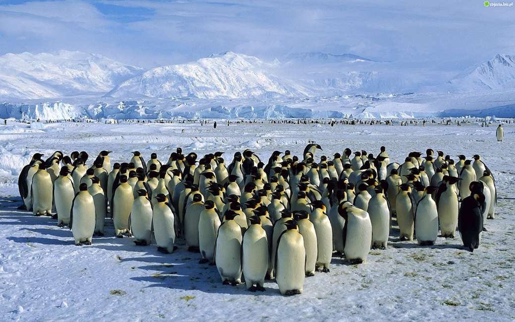 Les pingouins. puzzle en ligne