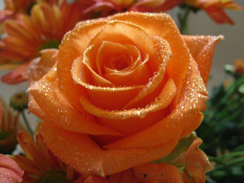 ೋ ღ The most beautiful flowers ೋ ღ online puzzle
