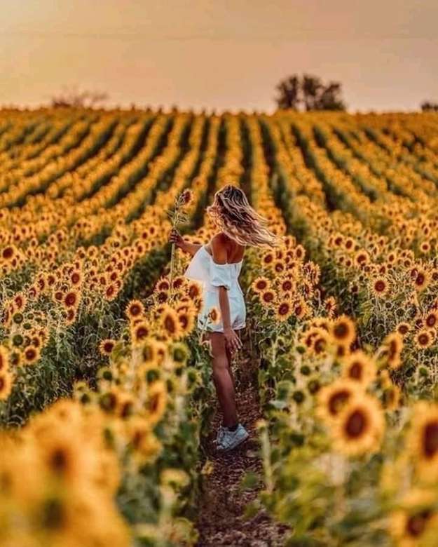 O plimbare singură de vară printre floarea-soarelui puzzle online