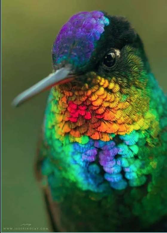 pássaro colorido pussel på nätet