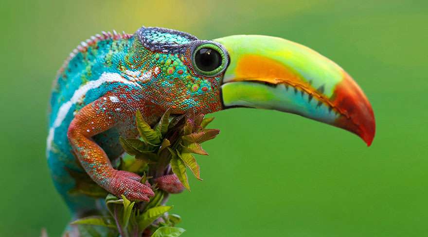 tucan chameleon jigsaw puzzle online
