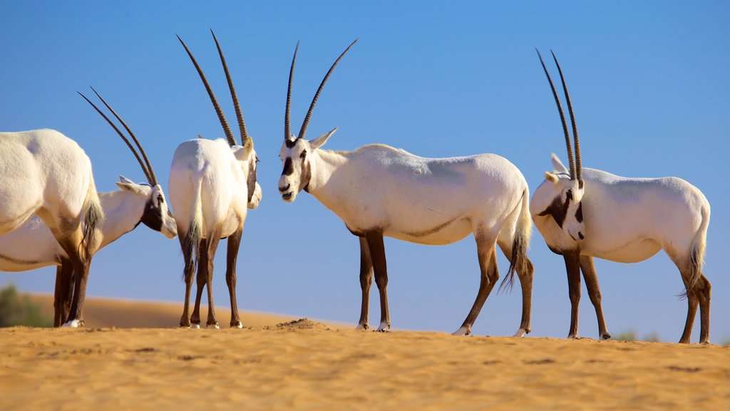 Afrikanska oryxer i öknen Pussel online