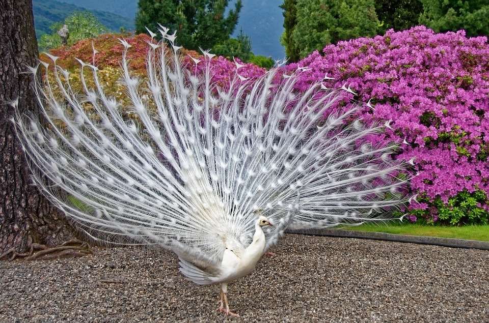 white peacock jigsaw puzzle online