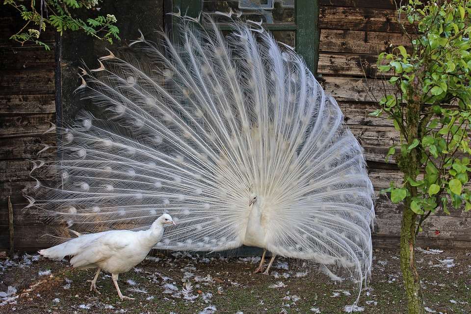 white peacock online puzzle