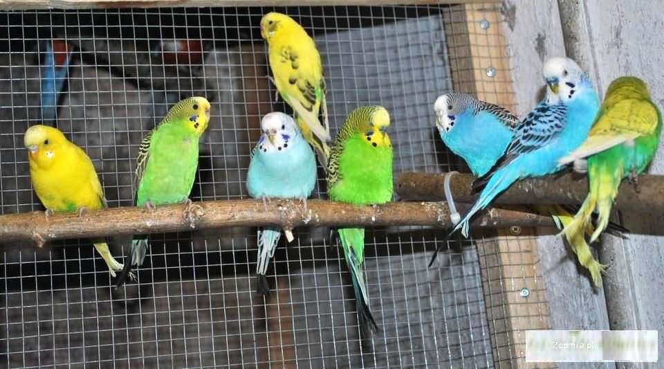 budgerigars jigsaw puzzle online