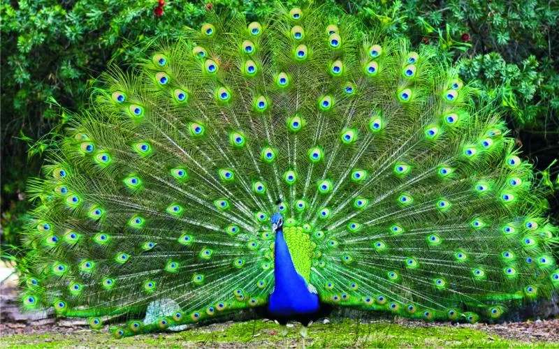 peacock with a green perch online puzzle