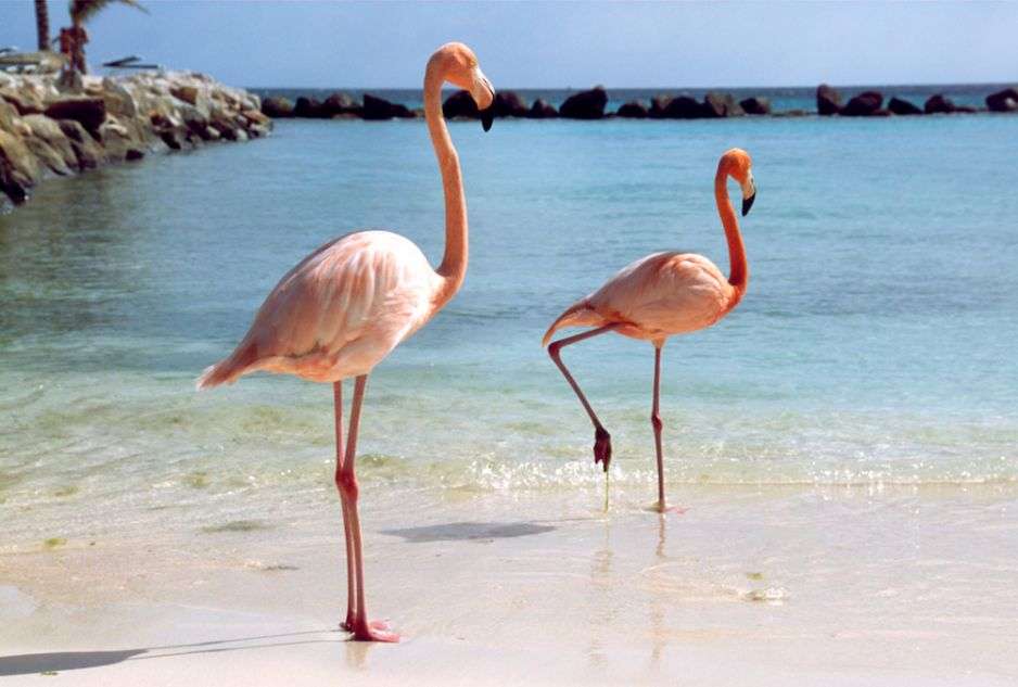flamingos em uma ilha exótica puzzle online