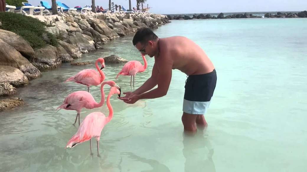 flamingo på en exotisk ö pussel på nätet