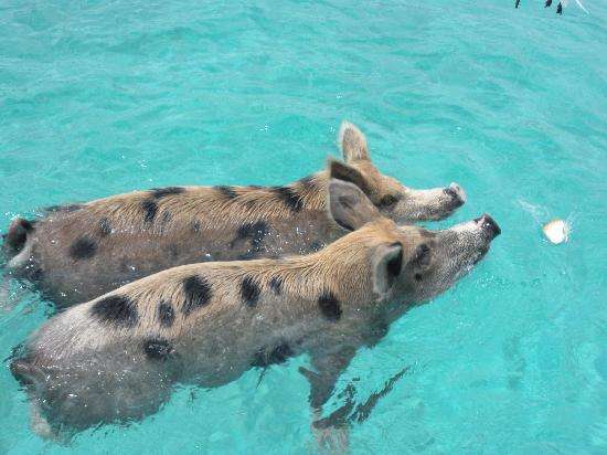Porcos flutuantes nas ilhas Bahamas puzzle online