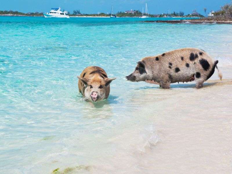 Schweine auf den Bahama-Inseln Online-Puzzle