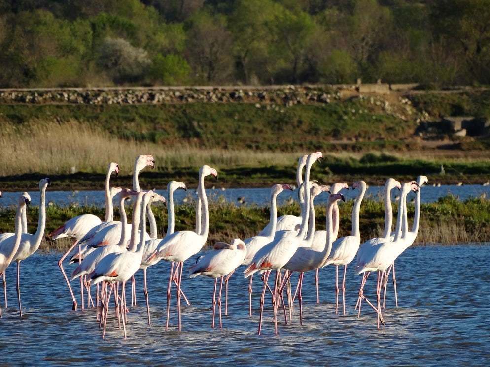 Flamingos i Montenegro pussel på nätet