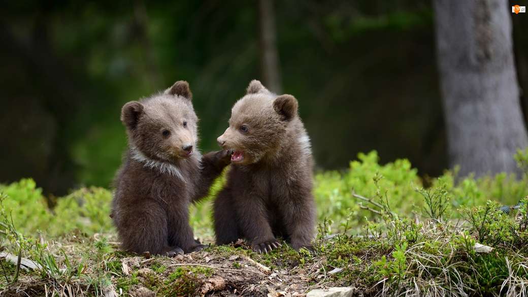 Dulci ursuleți de pelerină puzzle online