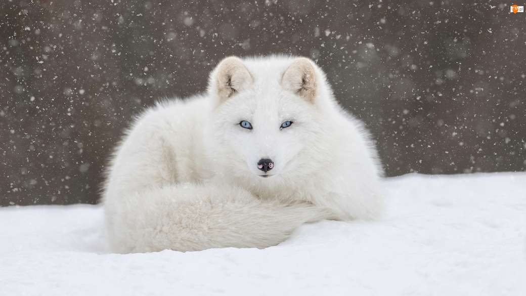 полярна лисица онлайн пъзел