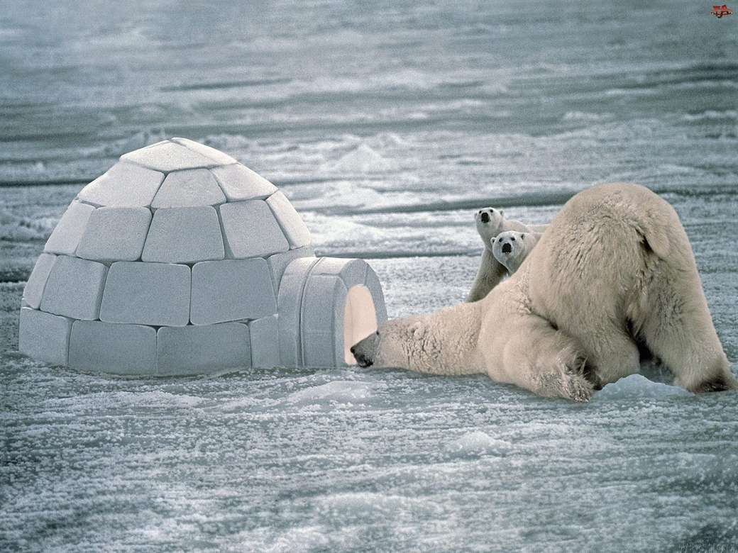 Ursos polares puzzle online