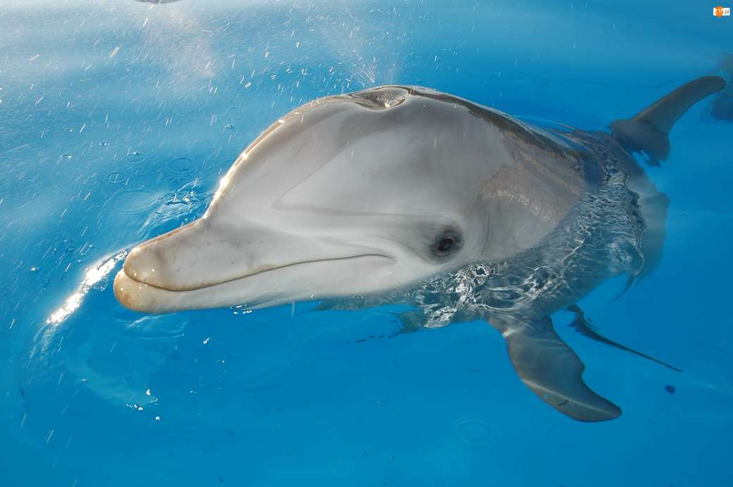 Delfín skládačky online