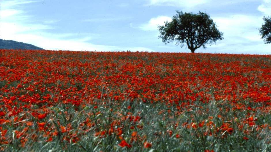 Campo de flores de Cevennes Francia rompecabezas en línea
