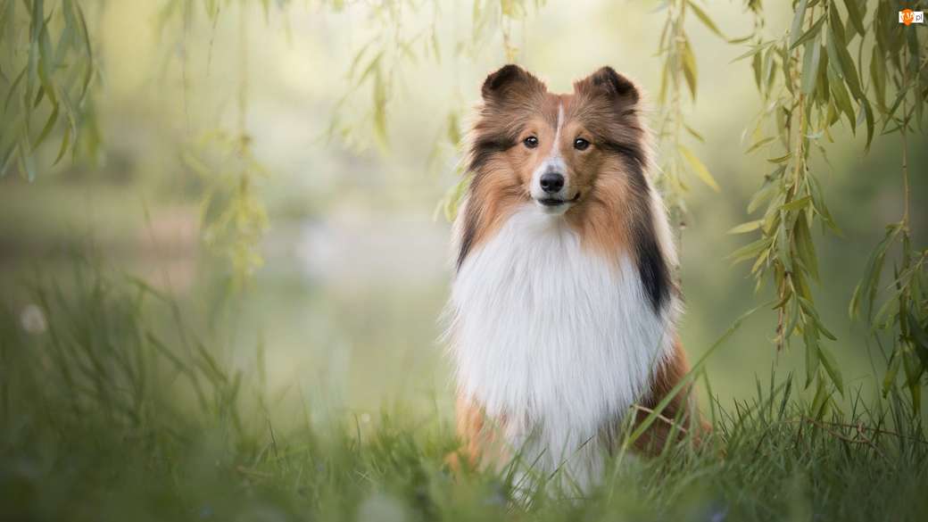 Lassie gyere vissza! online puzzle