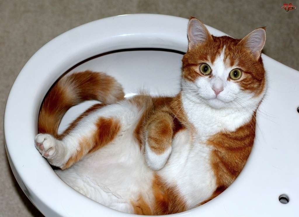 Котка в тоалетната онлайн пъзел