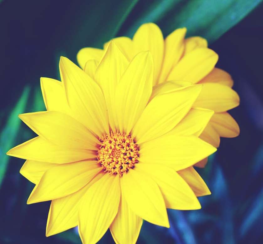 Blomma i solens färg Pussel online