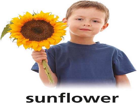 s ist für Sonnenblumen Puzzlespiel online