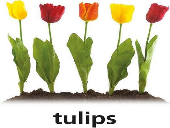 t je pro tulipány online puzzle