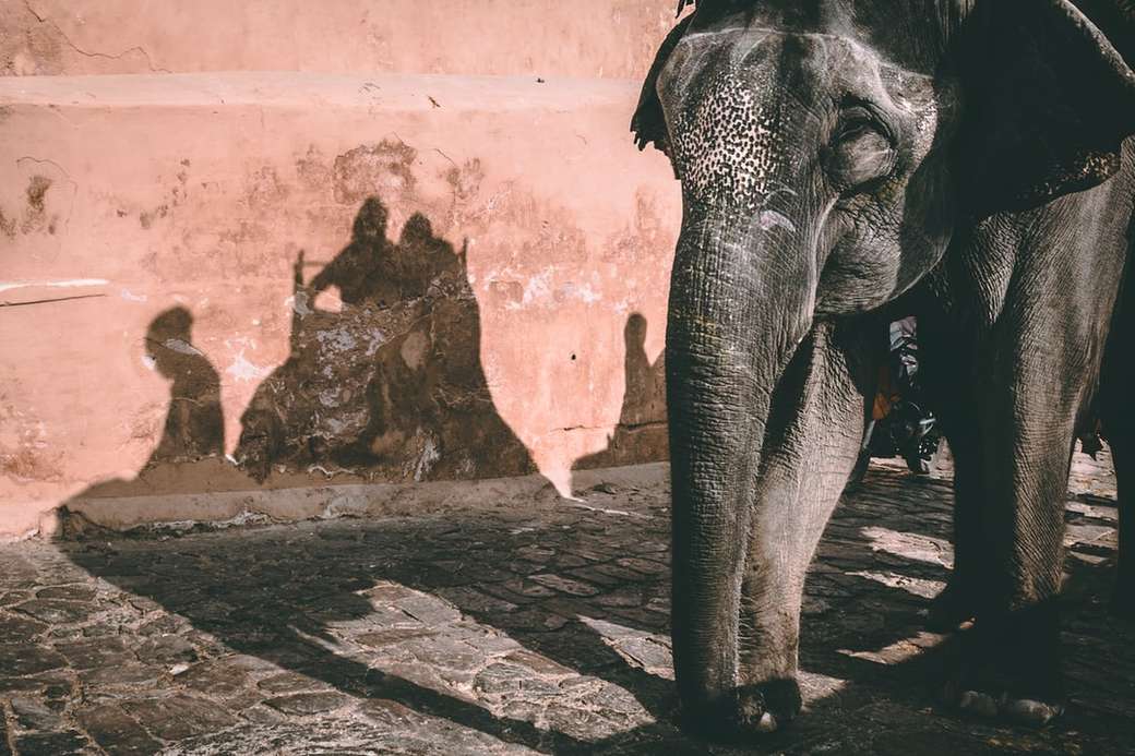 grå elefant som står bredvid brun vägg Pussel online