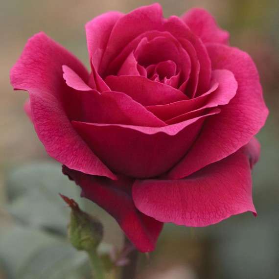 Růže, růže, růžička, královna puzzle online