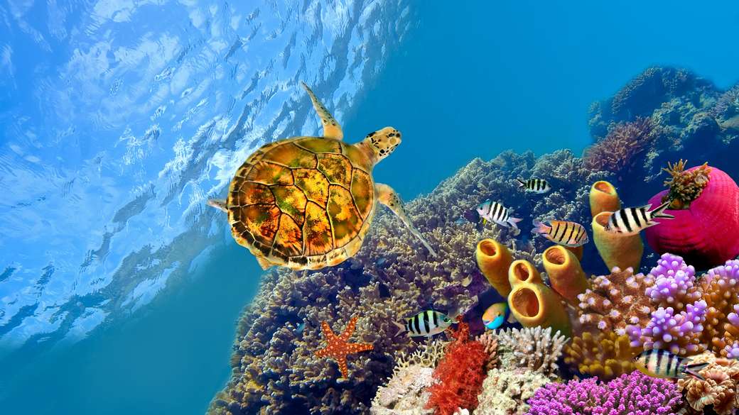 Korallenriff Puzzlespiel online
