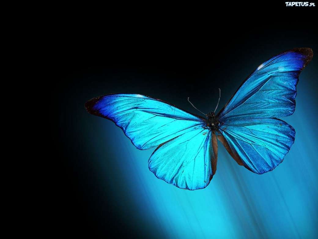 Синій метелик. онлайн пазл