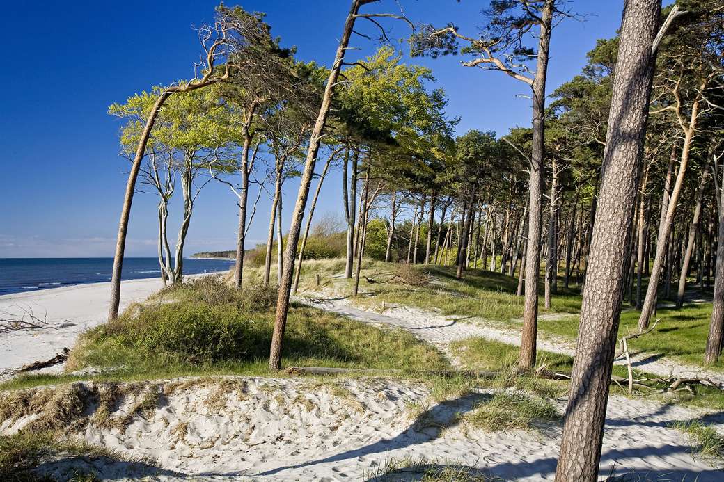 Playa del mar Báltico de Darss rompecabezas en línea