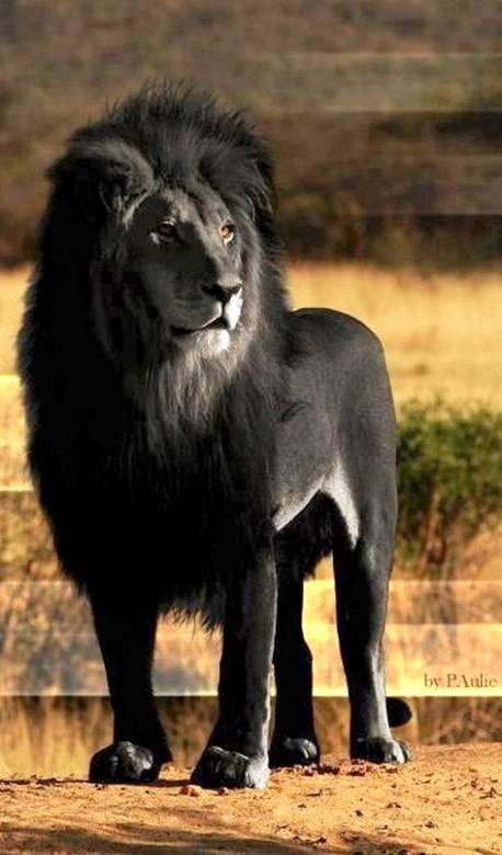 Μαύρο λιοντάρι ................ παζλ online