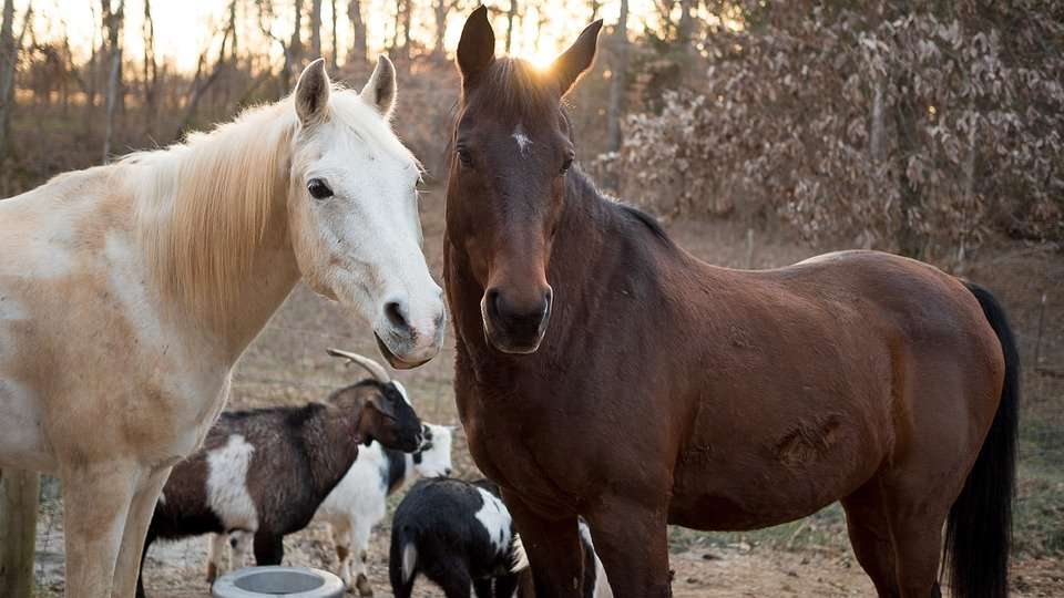 Κατσίκια και άλογο παζλ online