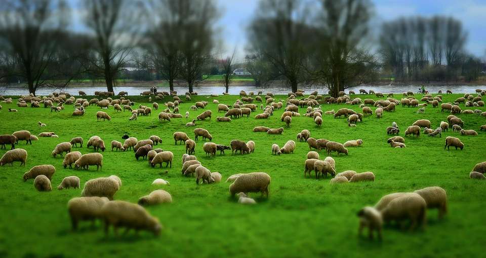 Κοπάδι πρόβατα online παζλ