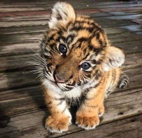 η τίγρη μου τίγρης παζλ online