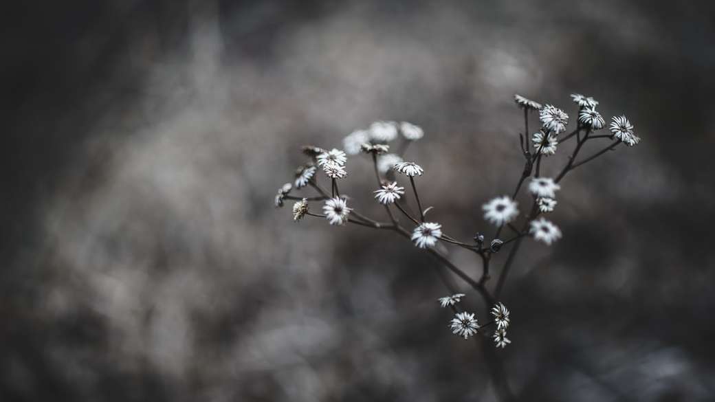 Flores blancas secas rompecabezas en línea