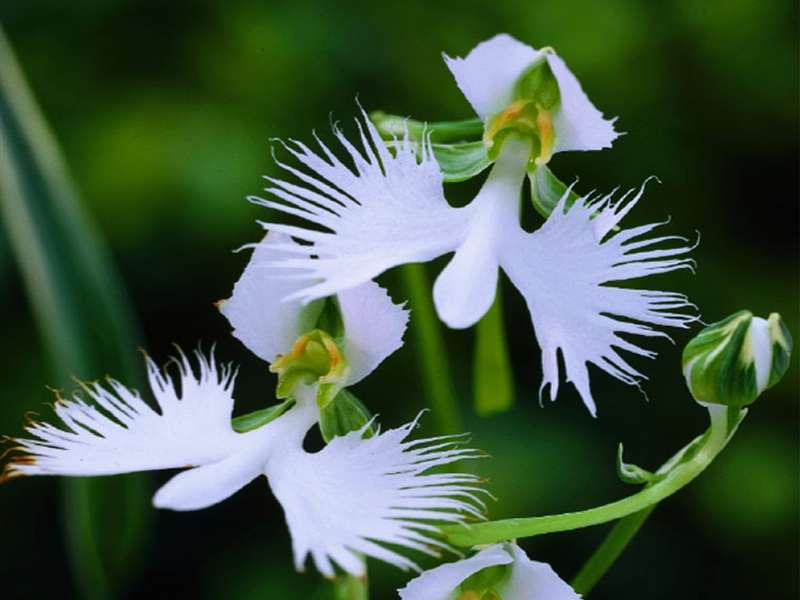GROUND ORCHID FROST-RESISTANT HABENARIA RADIATA jigsaw puzzle online