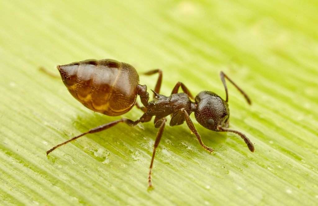 Μυρμήγκια online παζλ