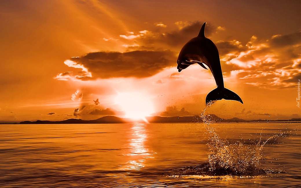 Дельфин прыгает на закате пазл онлайн