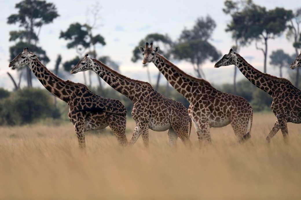 žirafa plase skládačky online
