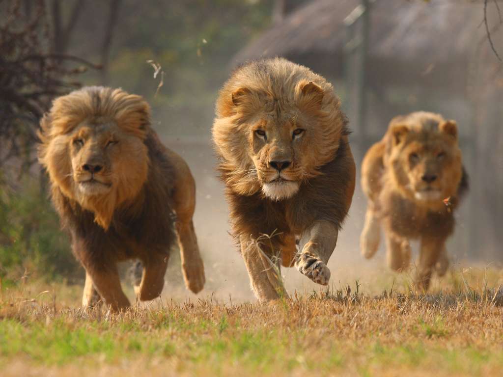 λιοντάρια που τρέχουν στο δάσος παζλ online