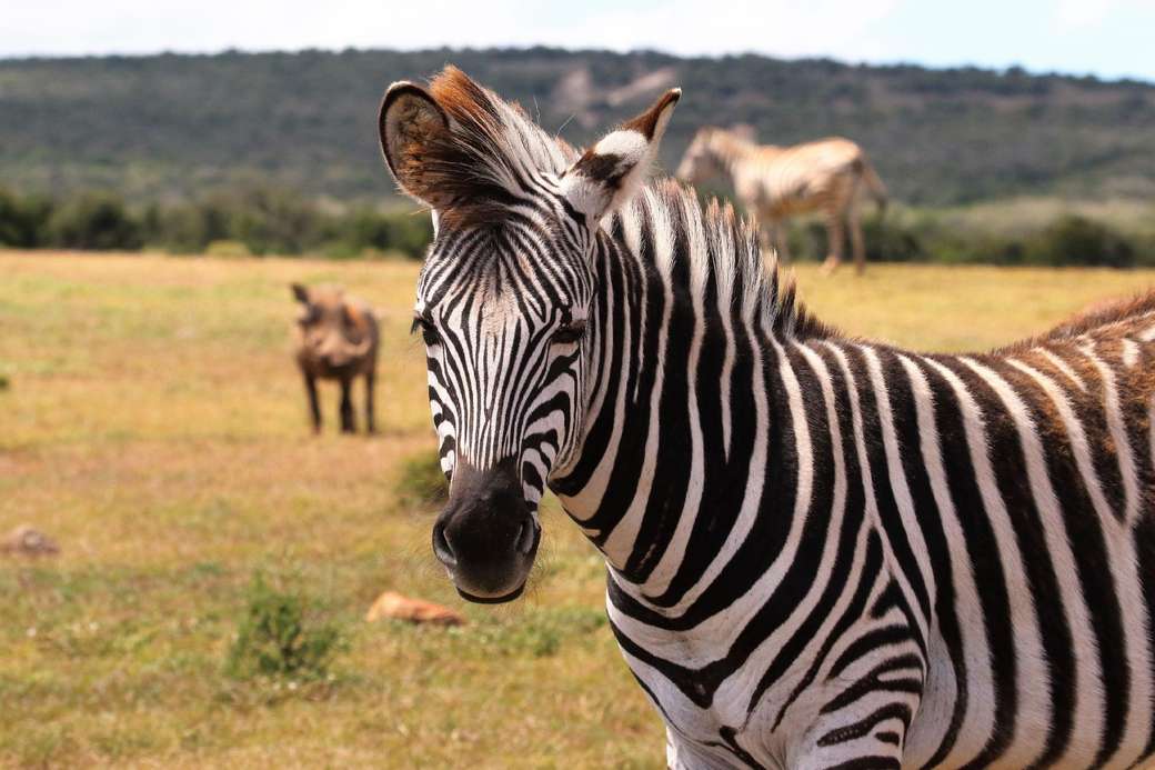 dit is een zebra online puzzel